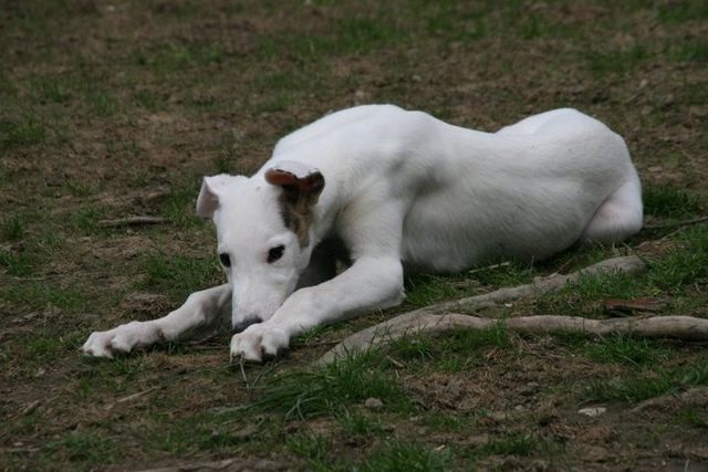 click for pedigree of Whistler Camolin