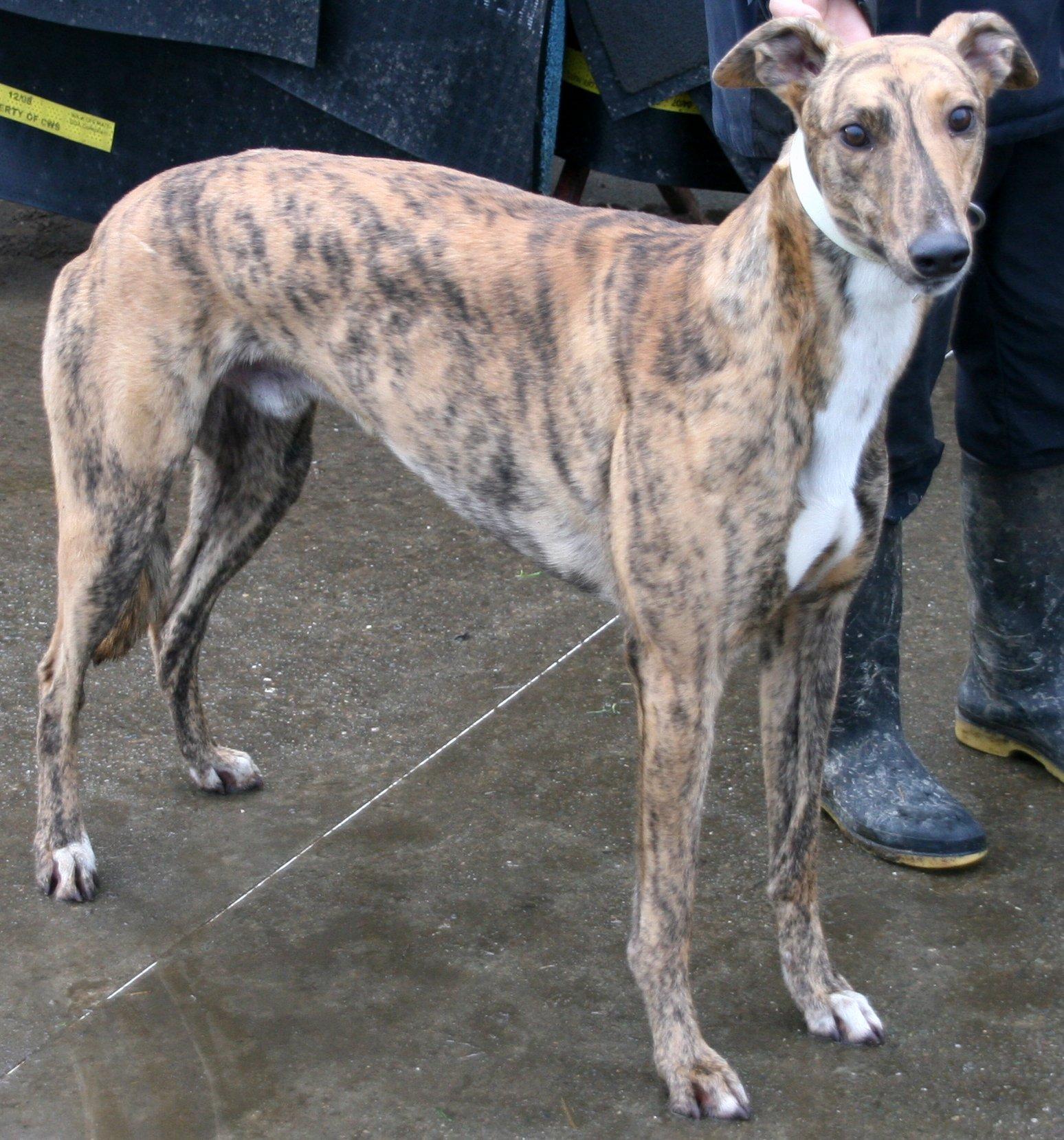 click for pedigree of Cashen Songun