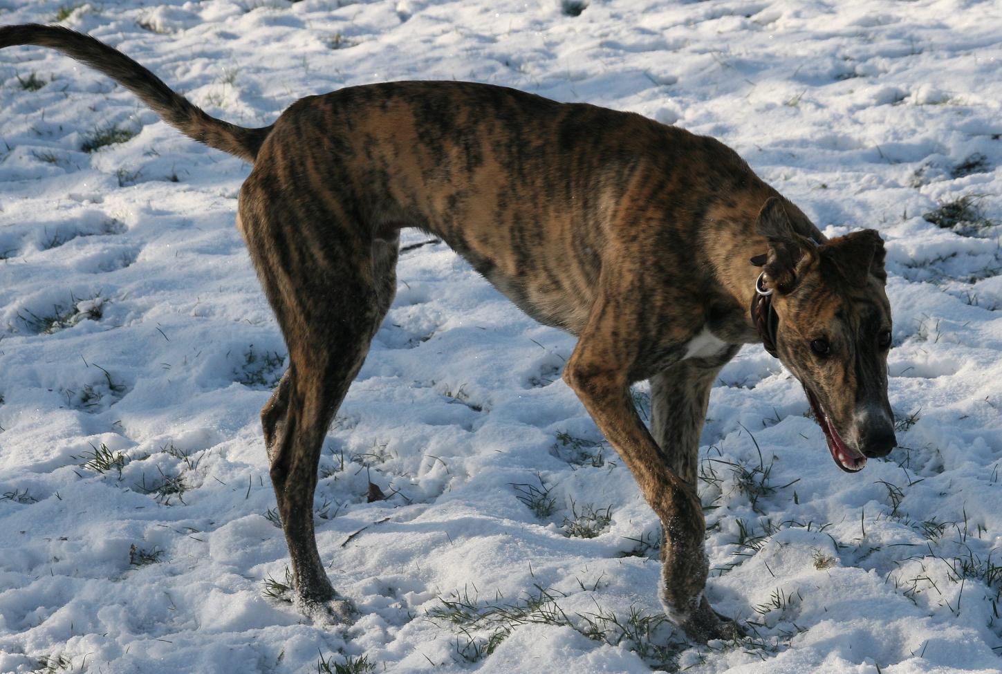 click for pedigree of Chris Camolin