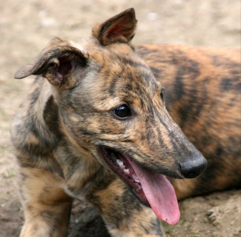 click for pedigree of Joy Camolin