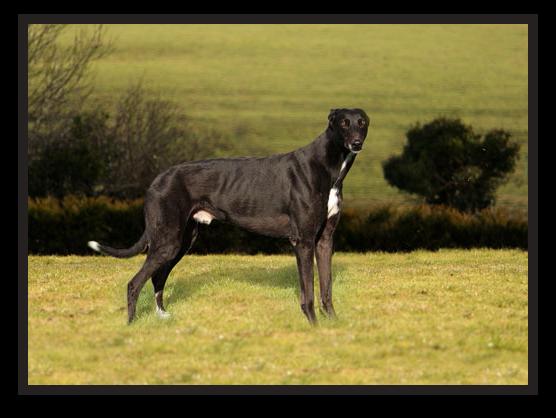 click for pedigree of Westmead Hawk