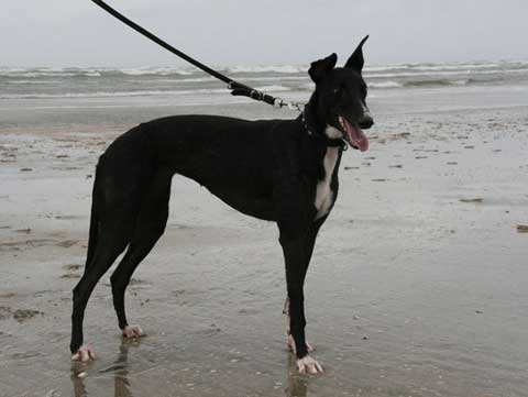 click for pedigree of Bond Girl