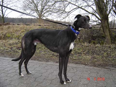 click for pedigree of Classy Luke
