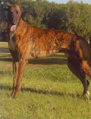 click for pedigree of Craigie Whistler
