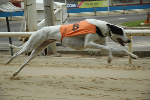click for pedigree of Geldrops Stride
