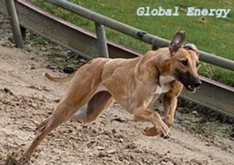 click for pedigree of Global Energy