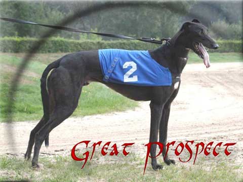click for pedigree of Geldrops Stride