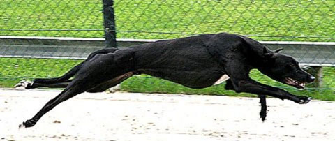 click for pedigree of License To Kill