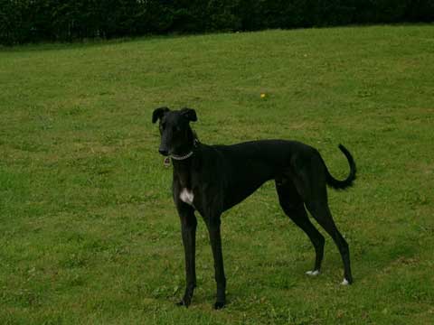 click for pedigree of Pacee Gamble