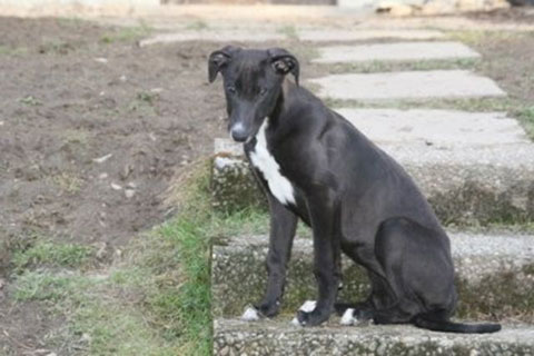 click for pedigree of Pinup Camolin