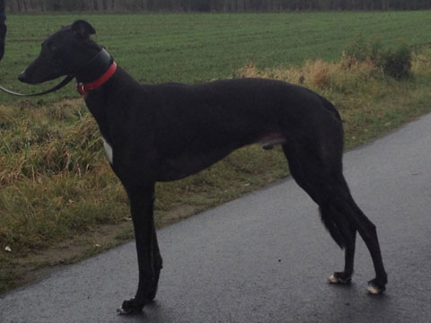 click for pedigree of Cashen Shatana