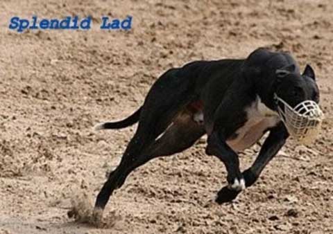 click for pedgree of Splendid Lad