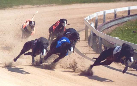 click for pedigree of Tizznow